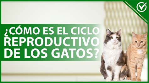 🐱 ¿cómo Es El Ciclo Reproductivo De Los Gatos Todo Sobre El Embarazo Felino 🐱 Youtube