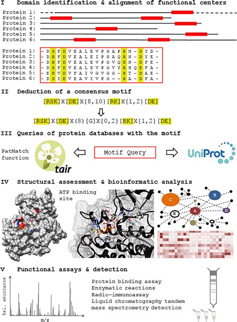 Discovery Of Novel Functional Centers With Rationally Designed Amino