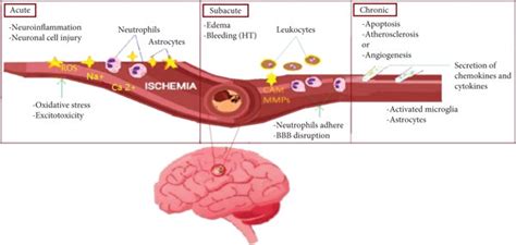 Graphical Presentation Of The Various Stages Of Cerebral Ischemia