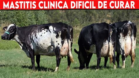 🔴 Mastitis ClÍnica Imposible De Curar Vacas Lecheras Youtube