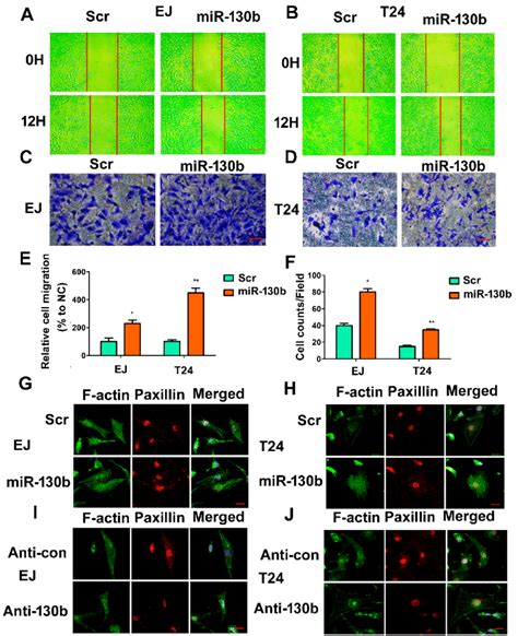 MiR 130b 3p Promotes Cell Migration And Invasion Capability A B