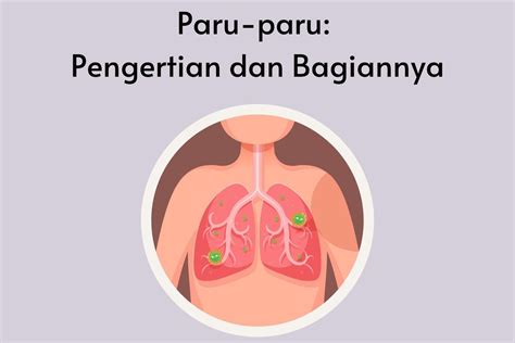 paru paru pengertian  bagiannya
