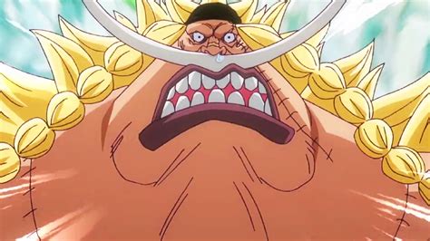 Is Edward Weevil Really Whitebeards Son In One Piece Destructoid