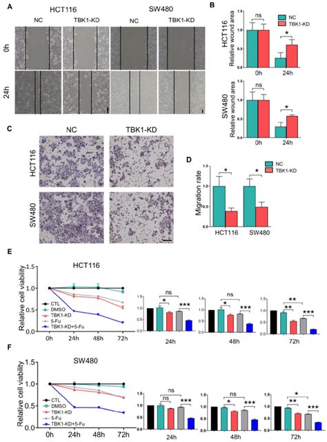 TBK1 Depletion Suppressed Cell Migration Proliferation And Drug