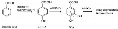 Hypothetical Benzoate Degradation Pathway Download Scientific Diagram