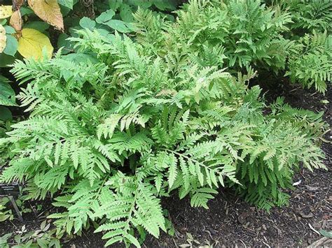 Onoclea Sensibilis Bead Fern Sensitive Fern North Carolina