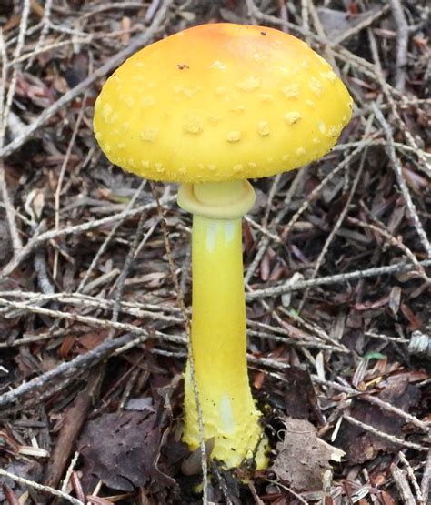 A Yellow Mushroom Sitting On The Ground