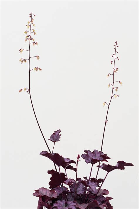 Tagong-Boy (Heuchera Dolce “Silver Duke” (The Coral Bells) PW...)