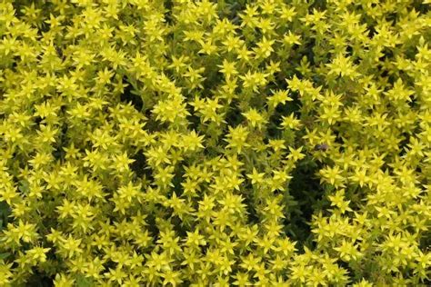 Sedum sexangulare Wildstaudengärtnerei AG