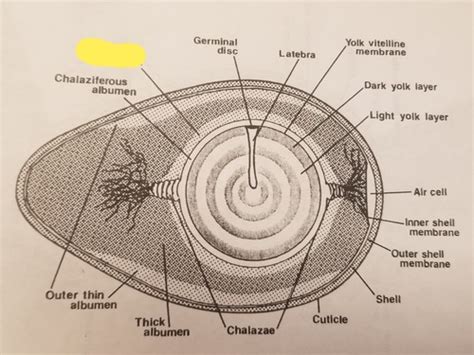 Chicken Embryology Flashcards Quizlet