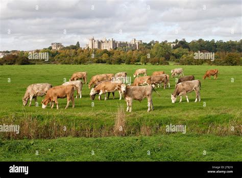 england fortress cattle castle bullock chateau field landscape scenery ...