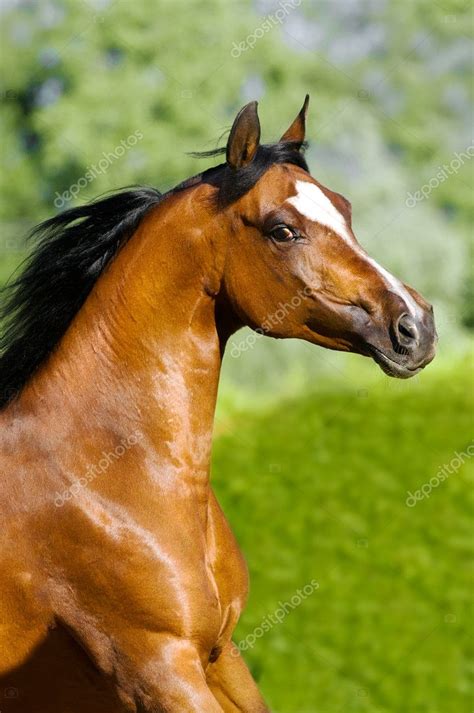 Bay arabian horse portrait in motion — Stock Photo © vikarus #6535180