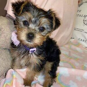 Yorkshire Terriers In The Philippines Postads Ph