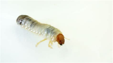 Close Up Shot Of A June Bug Larvae Crawling With Isolated Background ...