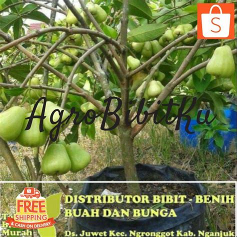 Jual BIBIT TANAMAN BUAH JAMBU AIR MADU DELI HIJAU MANIS SEGAR Shopee