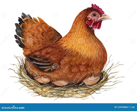 Hen Watercolor Illustration Stock Illustration Illustration Of Farm