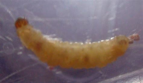 Identifying Indian Meal Moth Larvae vs. Maggots: Key Distinctions