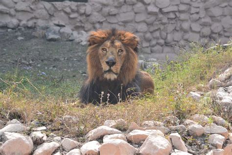 Lucknow Zoo| Nawab Wajid Ali Shah Prani Udyan Timings, Ticket, Map