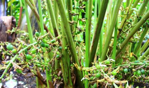 Cardamom Farming Cultivation Planting Care Harvesting