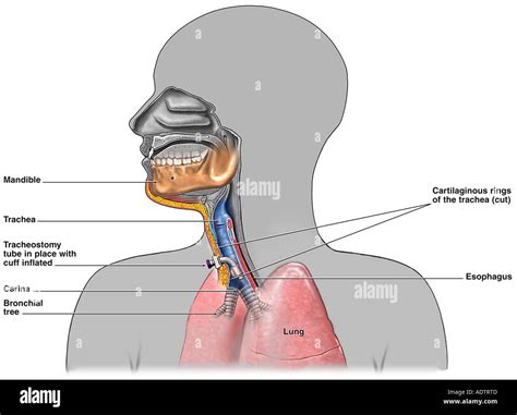 Respiratory Anatomy Carina