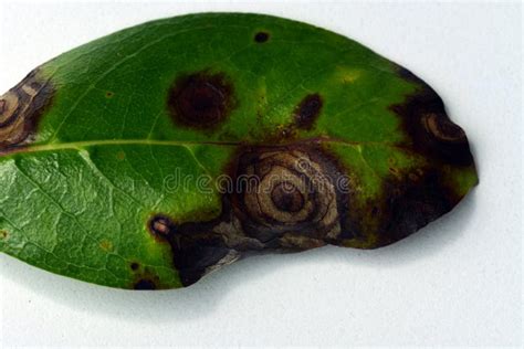 Macro of a Leaf Affected by Blight Disease, Which is Caused by Bacterial or Fungal Infestations ...