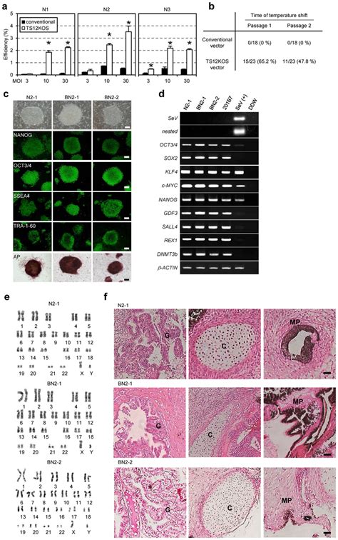 Characterization Of Human Ipscs Generated By The Ts Kos Vector A