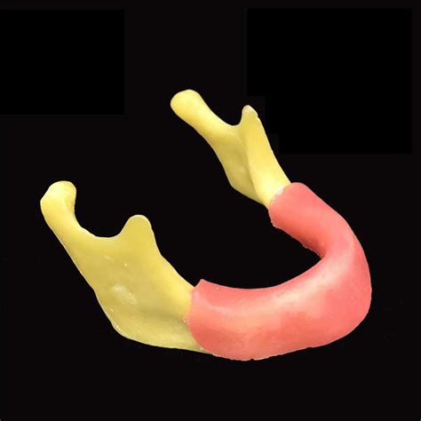 Buy Dental Lower Jaw Teeth Study Model Anatomically Mandible Training