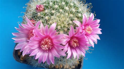 Mammillaria Grandiflora Flowering Free Photo On Pixabay Pixabay