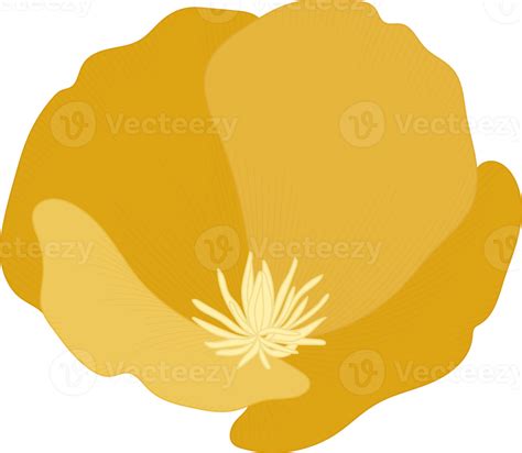 Yellow California Poppy Flower Hand Drawn Illustration 10173949 Png