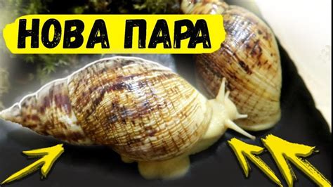 НІКОЛИ НЕ ДАРУЙТЕ РАВЛИКІВ | НОВА ПАРА АХАТИН РЕТИКУЛЯТА , ПОМЕР РАВЛИК ...