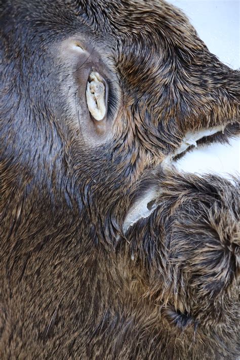 Tanned Hides For Sale - Old Barn Inc. – Old Barn Taxidermy & Tannery