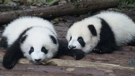 Pandas Coming Back to Smithsonian National Zoo - SmartHER News