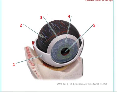 Anatomy Of The Eye Flashcards Quizlet