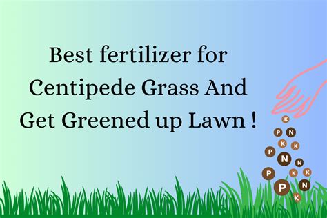 Top 5 Best Fertilizer For Centipede Grass All Time Review324