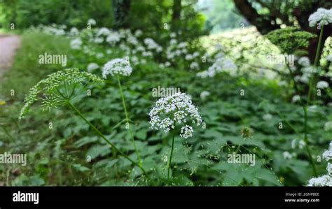 Ground Elder Goutweed Aegopodium Podagraria Blooming A Wayside