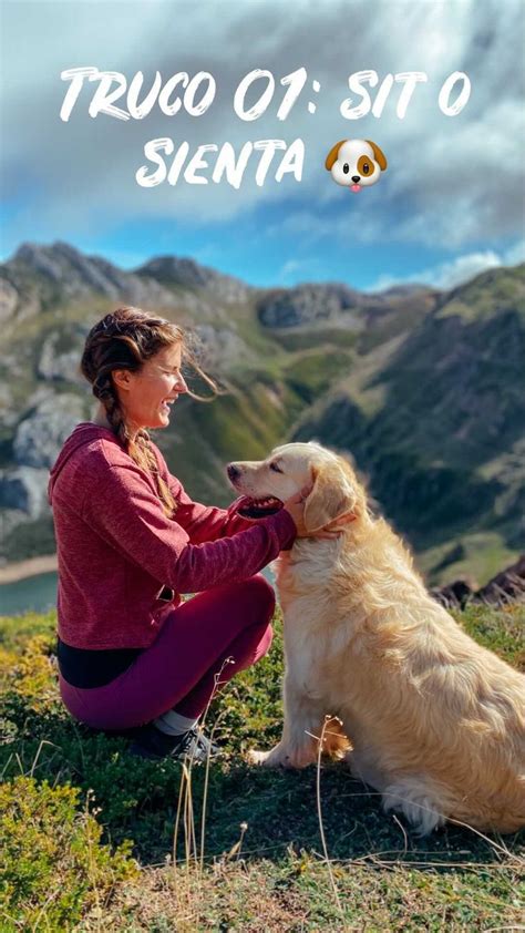 Albayclaire On Instagram Ense A A Tu Perro A Sentarseempezamos Mini