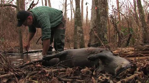 Beaver Trapping Catching The Numbers Youtube