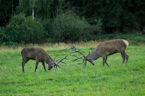 Premium Photo | Red deer on the green background during the deer rut in ...