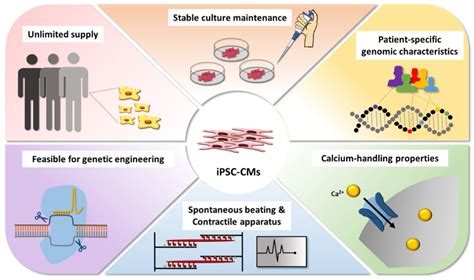 Cells Free Full Text Cardiotoxicity Of Antineoplastic Therapies And