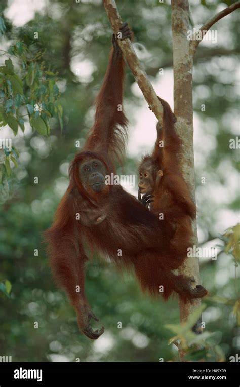 Orang Utan Pongo Pygmaeus Weibliche Und Baby Im Baum Tanjung Puting