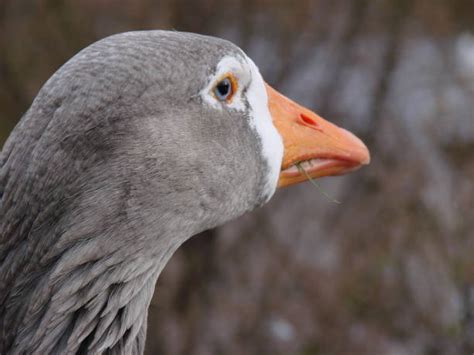 Toulouse Goose Stock Photos Pictures And Royalty Free Images Istock