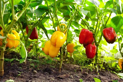 capsicum farming  kenya  practical guide  growing  sweet