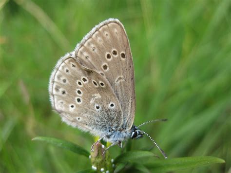 images nature flower wildlife insect fauna invertebrate