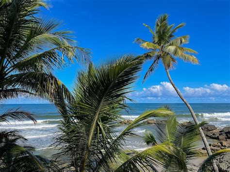 Palmeiras Altas Nas Praias De Itacar Bahia Na Trilha Das Praias