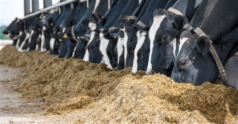 dairy cows eating silage - Agritech