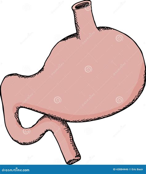 Isolated Human Stomach Stock Vector - Image: 43884446