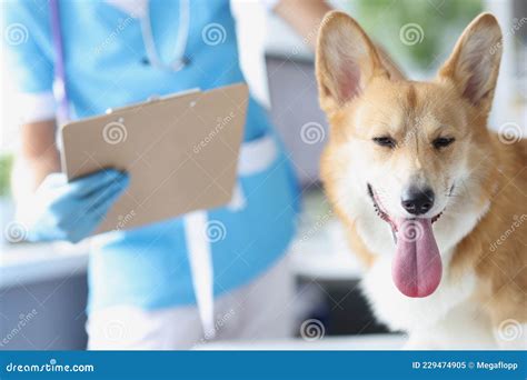 Veterinarian Doctor Conducts Physical Examination Of Dog Concept Stock