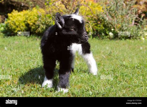 A baby Pygmy goat outdoors Stock Photo - Alamy