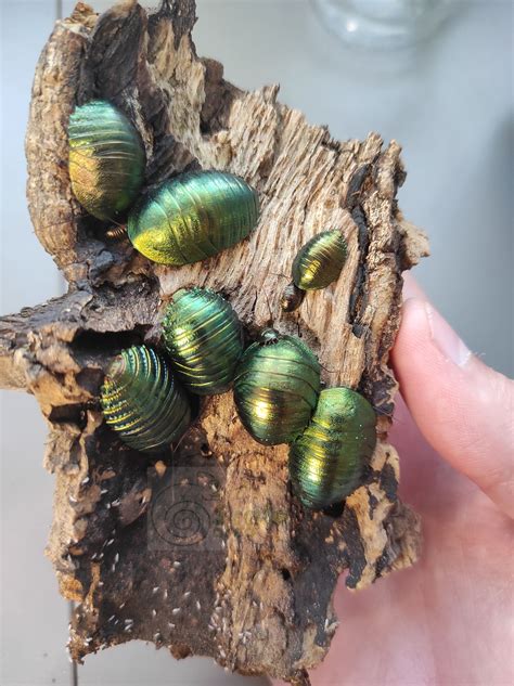 Cucaracha esmeralda verde (Pseudoglomeris magnifica) – Scale area