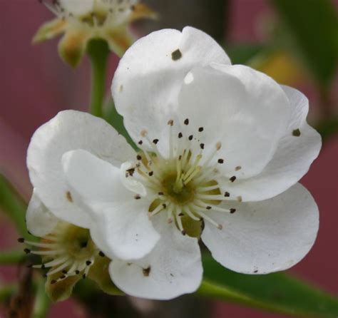 Asian Pear Pyrus Communis Orient In The Pears Database